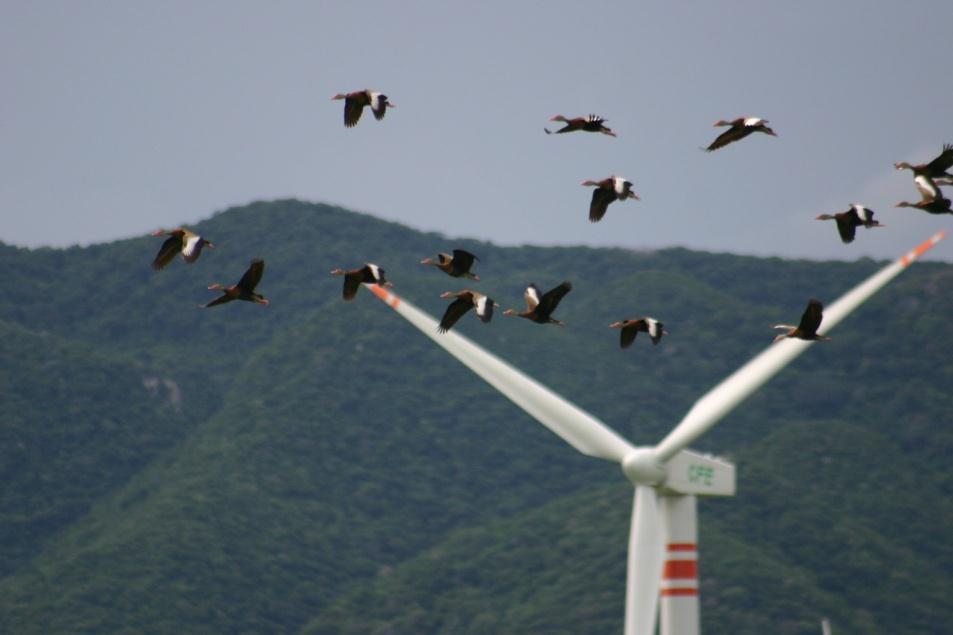 MEXICO La Venta II Wind Power Project (85 MW, 98 turbines) Demonstrated technical and financial feasibility of short-term shutdowns, on-demand & in real time World-class migratory bird corridor, yet