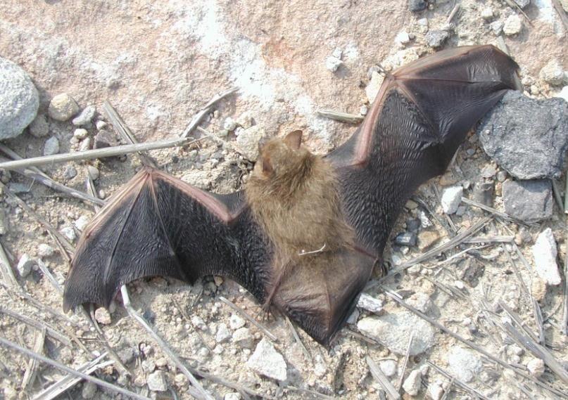 Impacts of Wind Power on Bats Collision problem probably worse for bats than for birds, because many bats appear attracted to moving rotor blades (for unknown reasons).