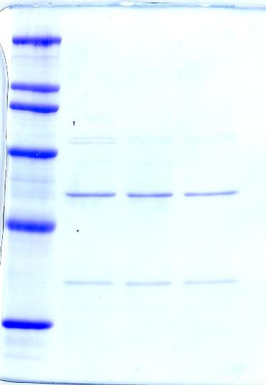 (A) A Coomassie Brilliant Blue stained gel of purified Cyclin A-CDK2 and Cyclin E- CDK2 kinase purified from baculovirus