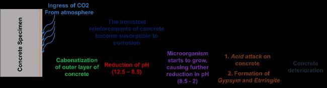 Microbial Induced Corrosion in Concrete and its Preventive Measures (An Overview) Mohd Umar*, M.S. Haji Sheik Mohammed, Naheetha Fathima, and S. Hemalatha B. S. Abdur Rahman Crescent Institute of Science and Technology, Chennai * umarcivilphd17@bsauniv.