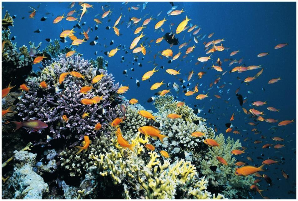 Effects on Organisms: Coral Reefs Coral