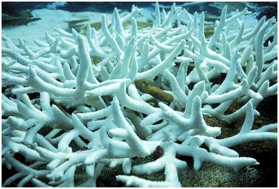 increase in water temperature Affects coral