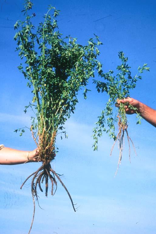 Biomass-Type Alfalfa Developed by USDA-ARS Traits Incorporated: Large, lodging resistant