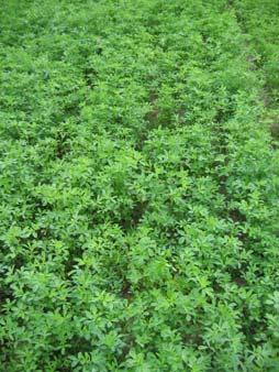 Alfalfa Biomass Production Practices First Production