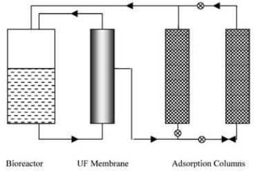 Bioreactor and Adsorption columns for continuous adsorption/desorption.