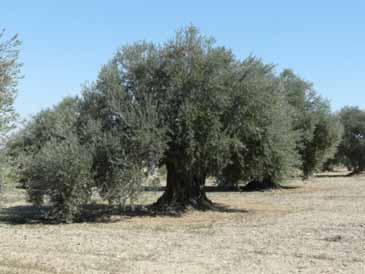 Discussions and Conclusions Adaptation Options/Strategies include (but are not limited to): Drought tolerant crops and natural vegetation, such as olives, barley, and