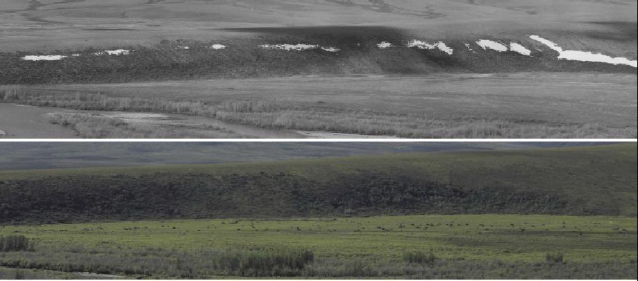 Arctic shrub growth and tree line expansion 1949 2001 Photo from the Chandler River