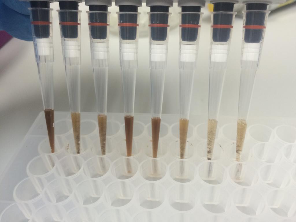 10. Add 200µL of MGC Binding Buffer (this liquid is very viscous) to the 200µL sample, and pipette tip mix 15 times. a. Incubate the plate on the bench for at least 5 minutes.