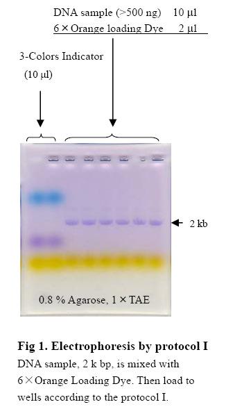 Assay Protocol Assay Procedure It can carry out from DNA excision to purification, using DNA Visualizer Extraction Kit. There are two protocols for DNA excision process.