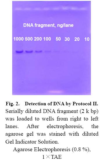 Protocol II High-Sensitive Feature and information After electrophoresis, agarose gel is stained with diluted Gel Indicator Solution.