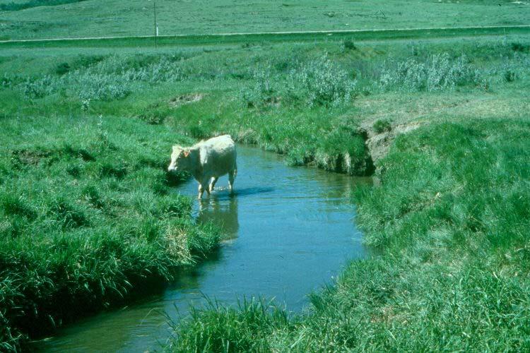 Riparian Areas Can Cows and Fish