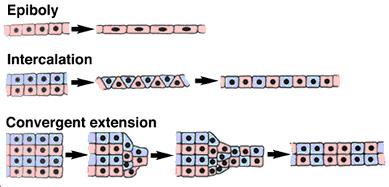 Morphogenetic Movements Intercalation: rows of cells move between one another, creating an array of cells that is longer (in one or more dimensions) but thinner.