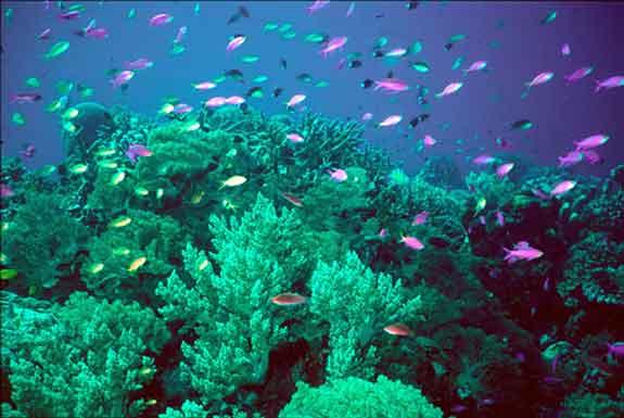 Warming impacts: disappearance of coral reefs What is coral? Why is it vulnerable?