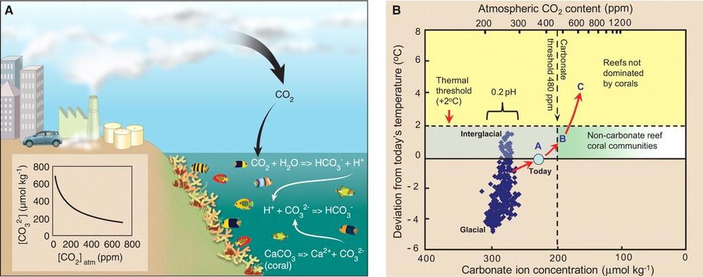 Global mechanisms of coral destruction Acidification of oceans Increased