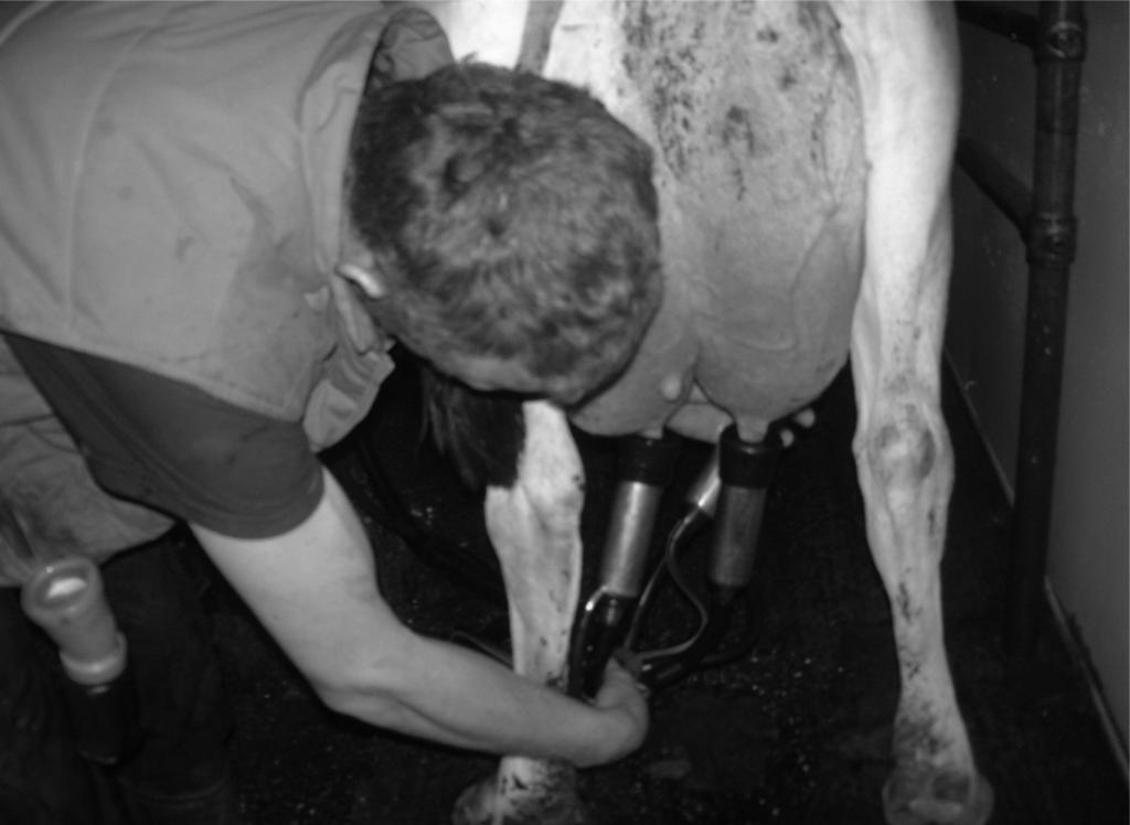 10 The photograph shows a farmer milking a cow.
