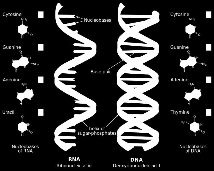 The difference between DNA and RNA is that the structure of DNA is double helix and composed of deoxyribonucleic acid, whereas RNA is single strand and composed of ribonucleic acid.