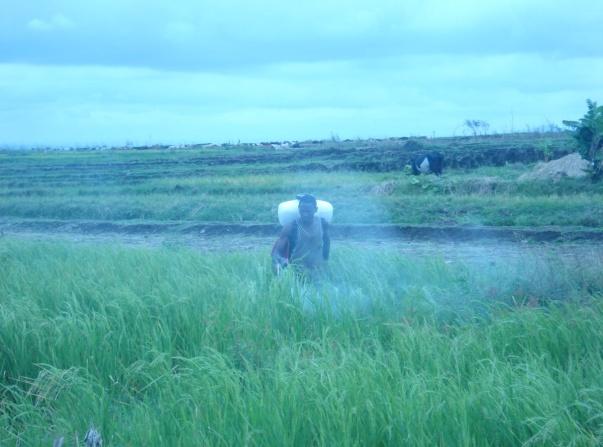 paddy field rotavation, levelling) Crop