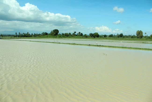 Problem Statement Fully flooded paddies have low paddy productivity Rice grown under fully flooded paddies