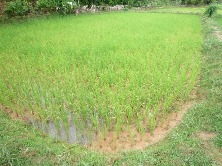 systems for Rice