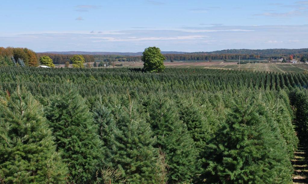 Michigan Christmas Tree Pest Management Guide 2018 The information presented here is intended as a guide for Michigan Christmas tree growers in selecting pesticides for use on trees grown in Michigan