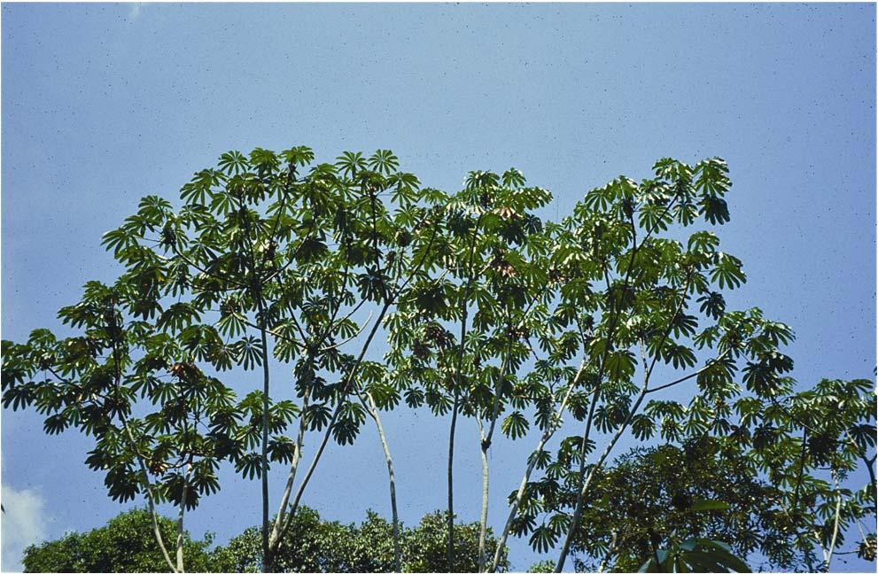 PLATE 14-10 Cecropia trees are among the most aggressive colonizers along edges.