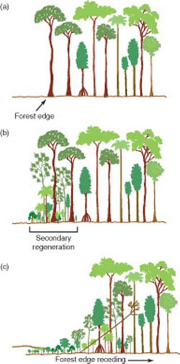 FIGURE 14-6 The death of a forest. Forest edges at three different stages after isolation.