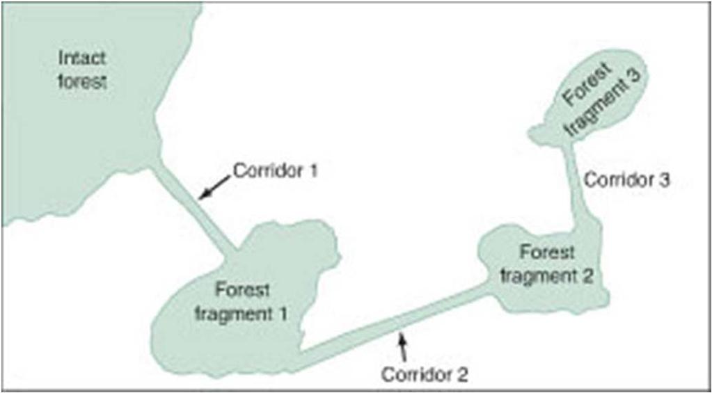 FIGURE 14-7 Natural corridors between isolated fragments provide