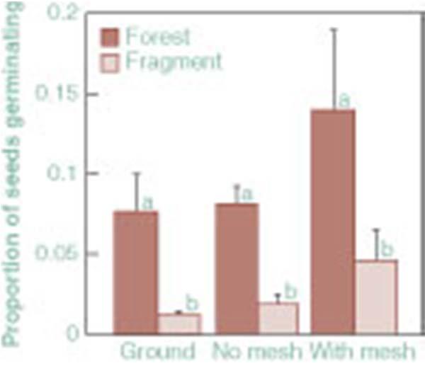 FIGURE 14-2 Mean proportion of seeds germinating in continuous forest and fragmented sites in