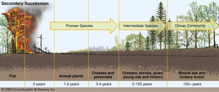 Secondary Succession After a disturbance, pioneer species move