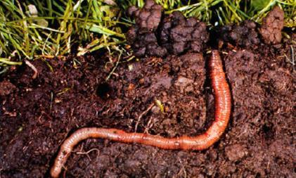 Live soil feeds your plants Plants cannot eat N, P, K