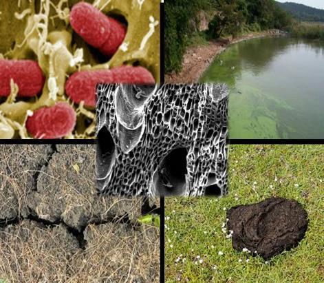 The minerals on the surface of biochar particles attract many types