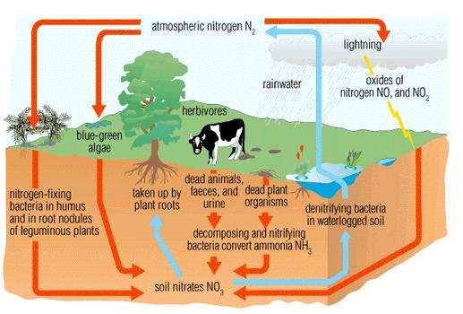 1. What cycle is this? 1. Nitrogen Cycle 2. What 3 types of organisms? 2. Bacteria, certain plants (legumes & algae), and decomposers play a direct role in the nitrogen fixation? 3. What organism plays the 3.