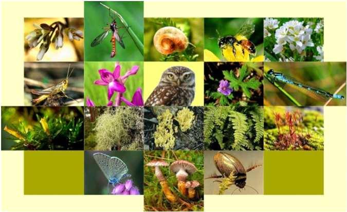 Biodiversity: is the number and variety of different species in an area. IMPORTANCE: Biodiversity is important both for ecosystem and for humans. 1.