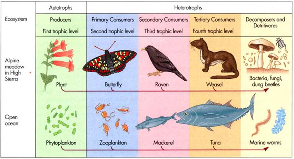 Trophic dynamics is the system which describes the position of a living beings in a food chain. The system uses trophic levels to explain what an organism eats or is eaten by.