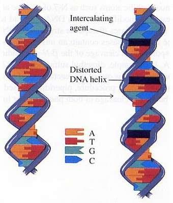 3. Chemicals that bind DNA bases (Intercalators).