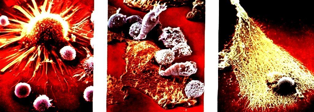 White Blood Cells (Leukocytes) Role: Fight Infection - by producing antibodies OR through phagocytosis