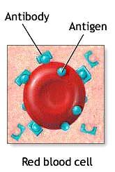 Antigens/Antibodies &