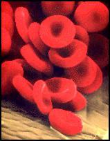No nuclei Red Blood Cells