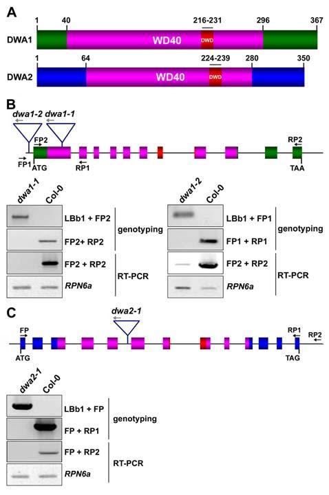 Supplemental Figure 1. Protein and Gene Structures of DWA1 and DWA2. (A) Protein structures of DWA1 and DWA2.