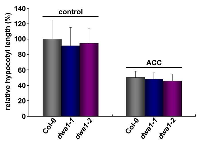 Supplemental Figure 10. Hypocotyl Lengths of Wild-Type, dwa1 and dwa2 after Treatment with ACC.