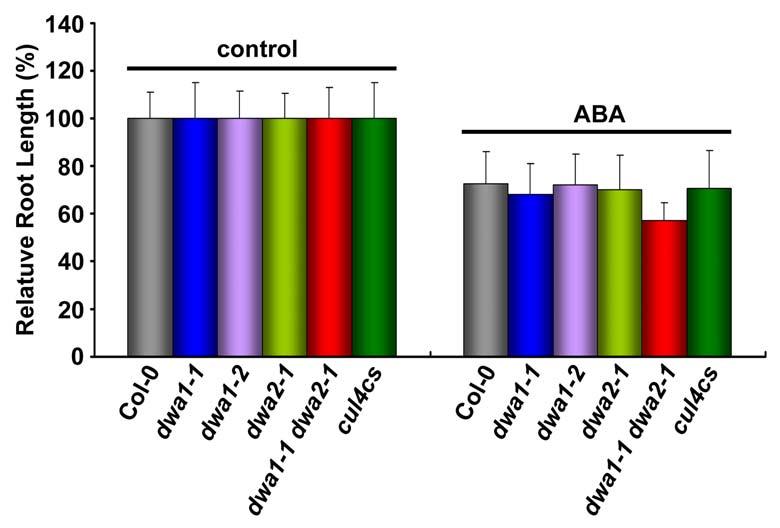 Supplemental Figure 3. Root Growth Inhibition of Wild-Type, dwa1, dwa2, dwa1 dwa2 and cul4cs after ABA Application.
