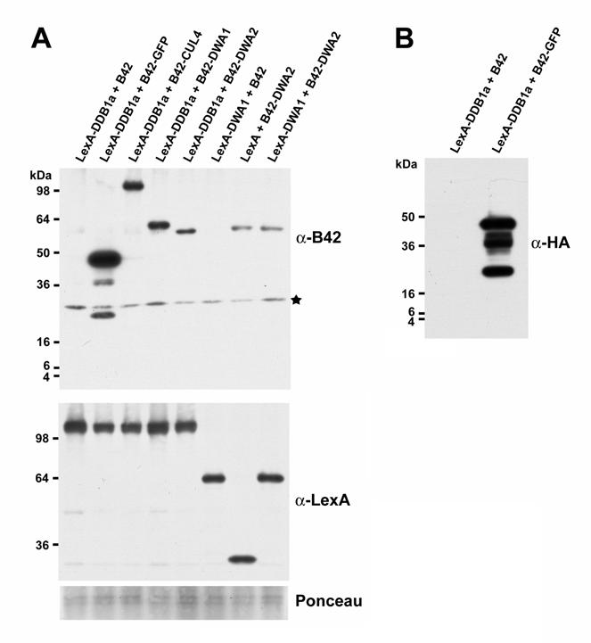 Supplemental Figure 5. Expression Levels of Various Proteins Fused with LexA or B42-HA in Yeast Used in Figures 2A and 8A.