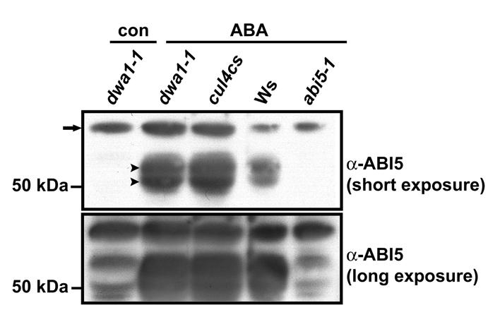 Supplemental Figure 6. Confirmation of Endogenous ABI5 Protein. Seedlings were grown in the absence or presence of 5 μm ABA for 5 days after stratification.