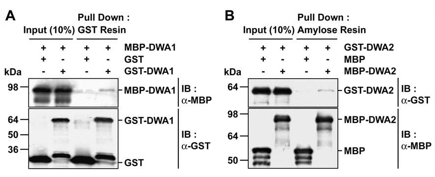 Supplemental Figure 9. Self-Interactions of DWA1 and DWA2 Proteins. (A) In vitro interaction between DWA1 proteins detected by pull-down assays.