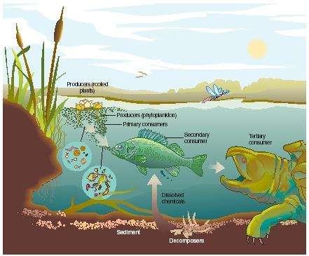Aquatic Ecosystems Classified