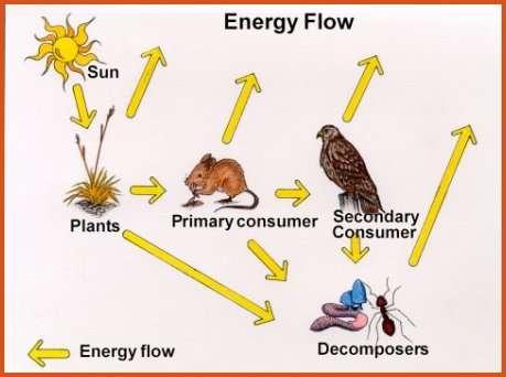 Trophic Levels Energy cannot be