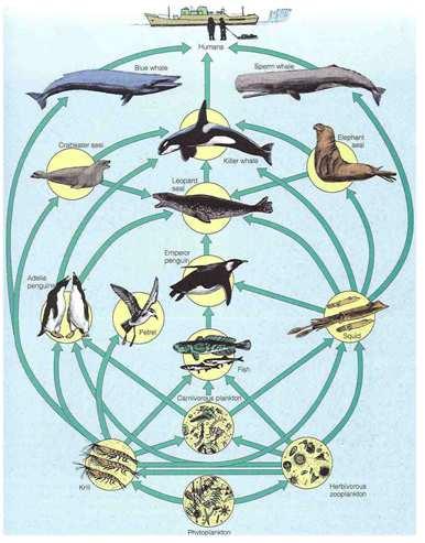 Figure 5-17: Marine Food Web FOOD WEBS The more connections, the more stable