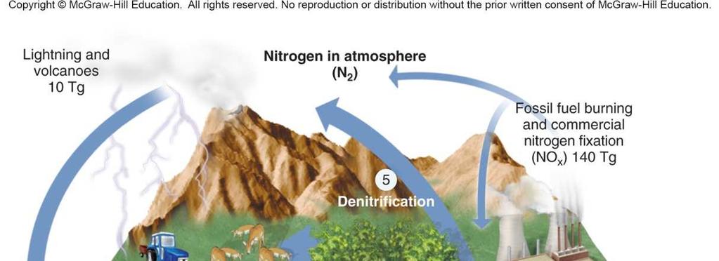 Nitrogen Cycle Nitrogen is needed to make proteins and nucleic acids such as DNA (Chap. 2).
