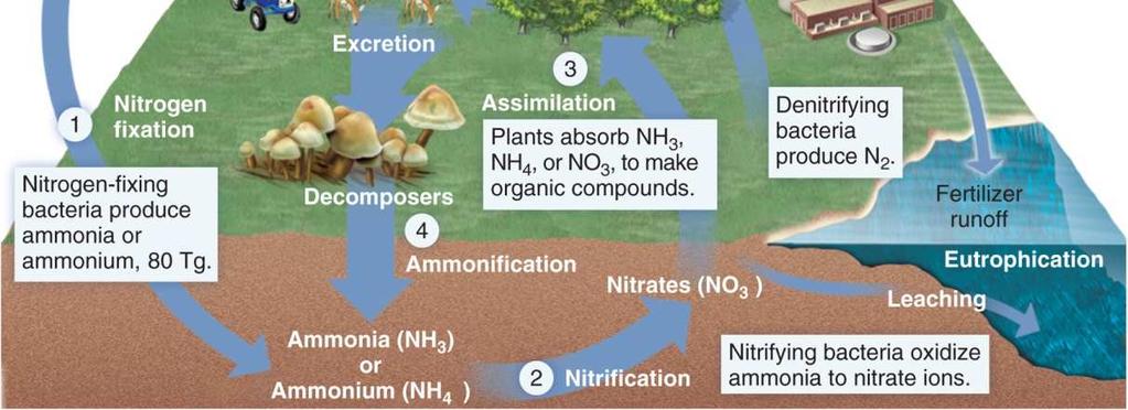 Nitrogen-fixing bacteria change nitrogen to a more useful form by combining it with hydrogen to make ammonia.
