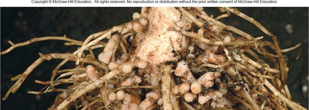 Root nodules on a bean plant Members of the bean family (legumes) have